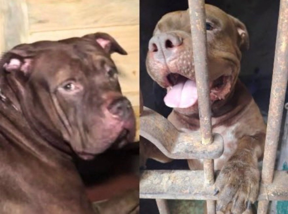 Investigan muerte de un hombre y culpan a su perro